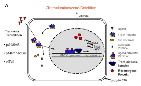 Schematische Darstellung eines transienten Transaktivierungsassays 
				in COS-7 Zellen zur Erfassung androgener/antiandrogener Aktivit&auml;t
