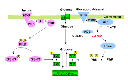Schema zur Regulation der Glucose/Glycogenhom&ouml;ostase